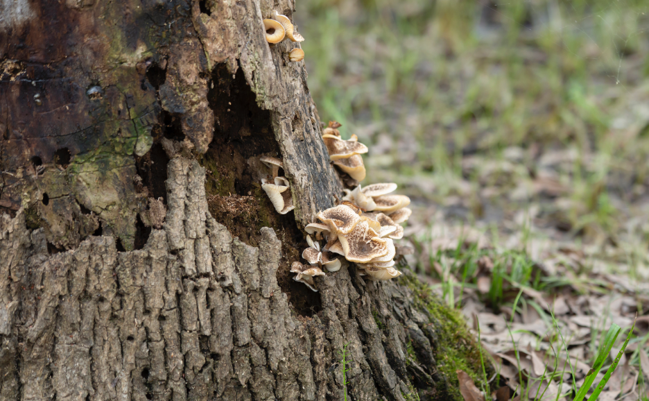 Tree Care Company in Lake Forest, Illinois