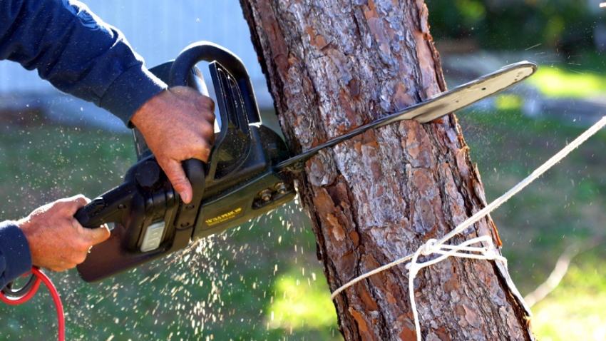 Tree Removal Contractor in Lake Zurich, Illinois
