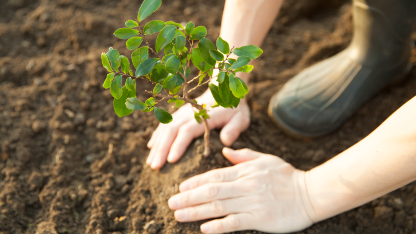 Tree Care Contractor in Wilmette, Illinois