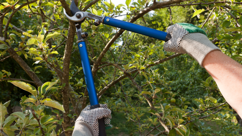 Tree Pruning Company in Winnetka, Illinois