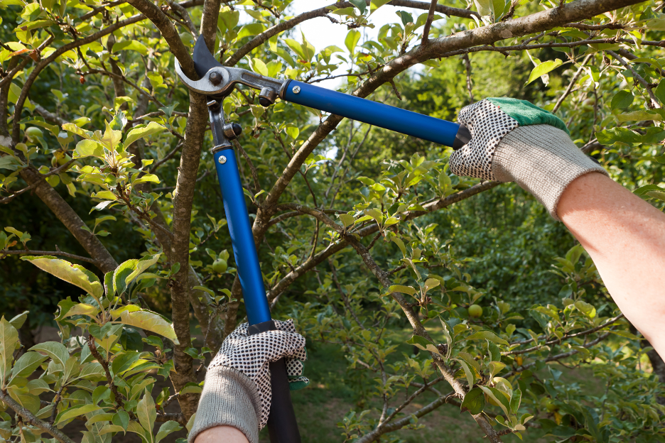 Tree Pruning Company in Winnetka, Illinois