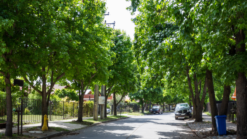 Tree Care Company in Glenview, Illinois