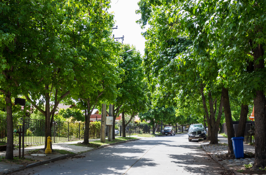 Tree Care Company in Glenview, Illinois