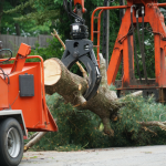 Tree Removal Company in Arlington Heights, Illinois