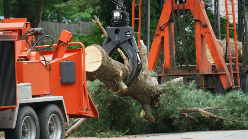 Tree Removal Company in Arlington Heights, Illinois