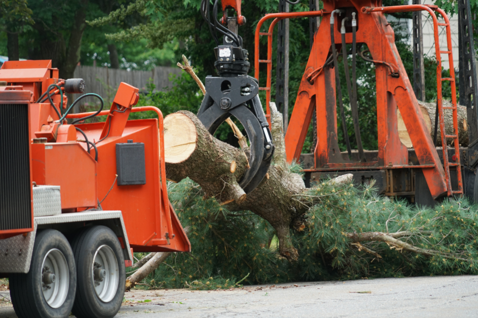 Tree Removal Company in Arlington Heights, Illinois