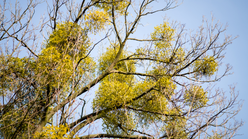 Tree Care Company in Long Grove, Illinois