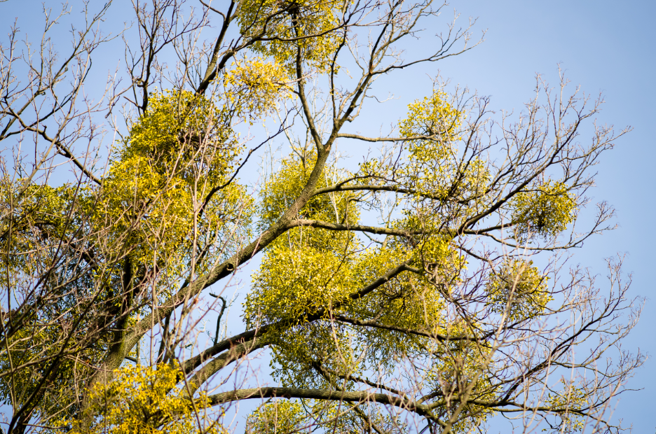 Tree Care Company in Long Grove, Illinois