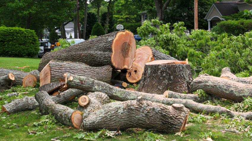 Tree Removal Companies in Buffalo Grove, Illinois