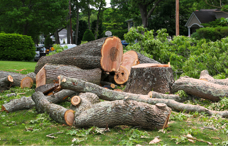 Tree Removal Companies in Buffalo Grove, Illinois