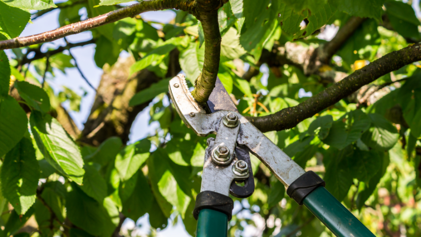 Tree Trimming Company in Bannockburn, Illinois