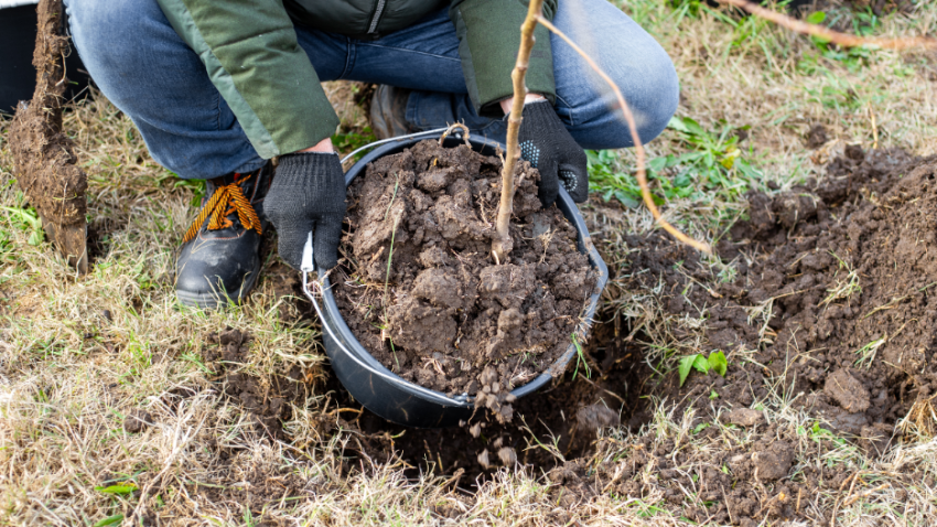 Tree Care Contractor in Lake Forest, Illinois