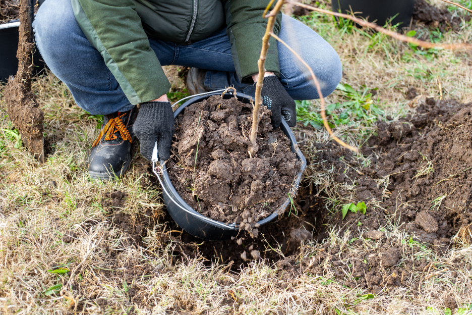 Tree Care Contractor in Lake Forest, Illinois