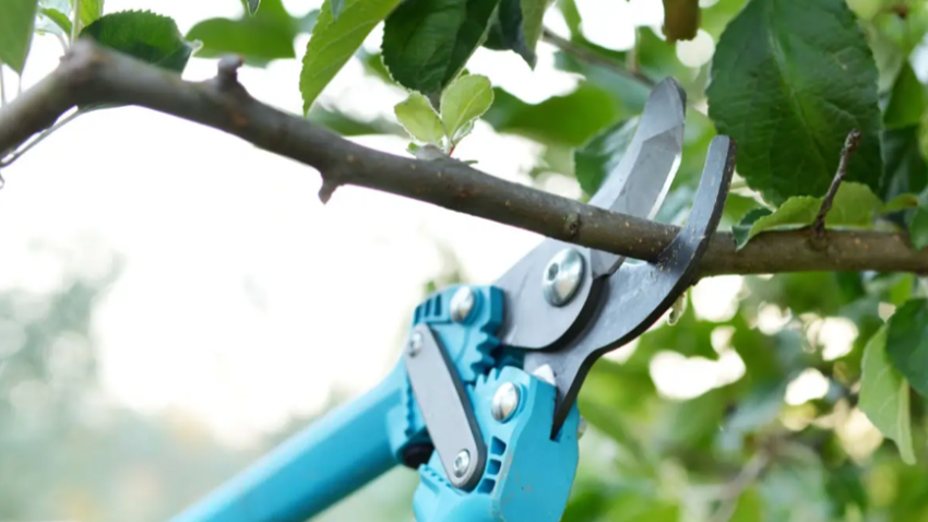 Tree Pruning Company in Lake Zurich, Illinois