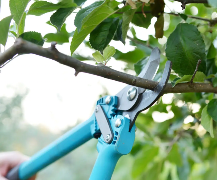 Tree Pruning Company in Lake Zurich, Illinois