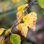 Tree Care Company in Park Ridge, Illinois