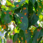 Tree care company in Wilmette, Illinois
