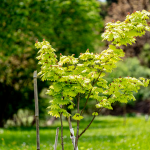 Tree Care Contractor in Barrington, Illinois