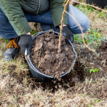 Tree Care Contractor in Lake Forest, Illinois
