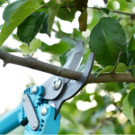 Tree Pruning Company in Lake Zurich, Illinois