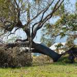 Tree Removal Contractor in Arlington Heights, Illinois