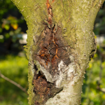 Tree Care Company in Long Grove, Illinois