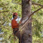 Top-ranked company, service and contractor in the Palatine area for tree care, removal and planting services. Free estimates provided.