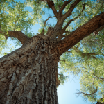 Tree Care Company in Lake Bluff, Illinois