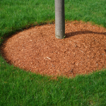 Tree Care Contractor in Highland Park, Illinois