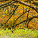 Tree Care Company in Wilmette, Illinois