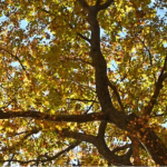 Tree Care Contractor in Lake Forest, Illinois