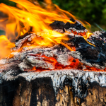 stump removal company in Park Ridge, Illinois