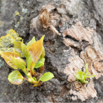 Tree Care Contractor in Glenview, Illinois