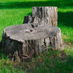 Stump Removal Company in Palatine, Illinois