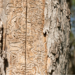 Tree Care Company in Highland Park, Illinois