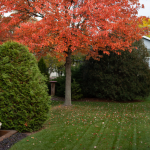 Tree Care Contractor in Long Grove, Illinois