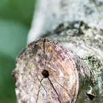 Tree Care Contractor in Lake Bluff, Illinois