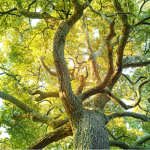Tree Care Company in Lake Forest, Illinois