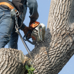 Tree Care Company in Winnetka, Illinois