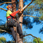 Tree Pruning Company in Lake Zurich, Illinois