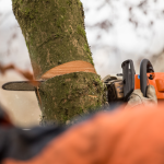 Tree Pruning Company in Park Ridge, Illinois