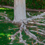 Tree Care Contractor in Glenview, Illinois Area