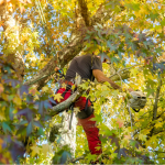 Tree Trimming Company in Barrington, Illinois