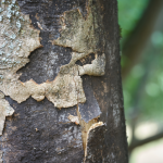 Tree Care Company in Arlington Heights, Illinois