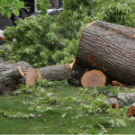 Tree Removal Company in Long Grove, Illinois