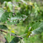 Tree Care Company in Palatine, Illinois