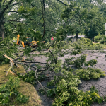 Tree Care Company in Highland Park, Illinois
