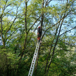 Tree Pruning Company in Buffalo Grove, Illinois