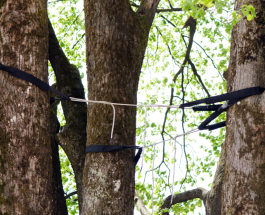 When Does a Tree Need Cabling and Bracing? Insights from a Tree Care Company in Lake Bluff, Illinois