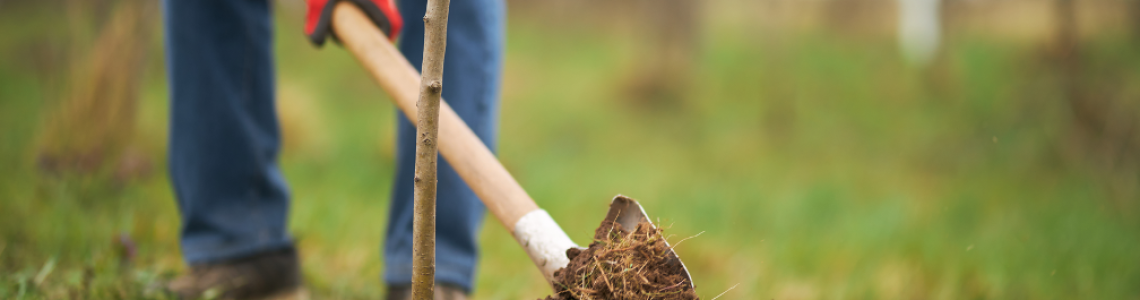 Things to Keep in Mind When You Plant Trees on Your Property: Insights from a Tree Care Company in Wilmette, Illinois